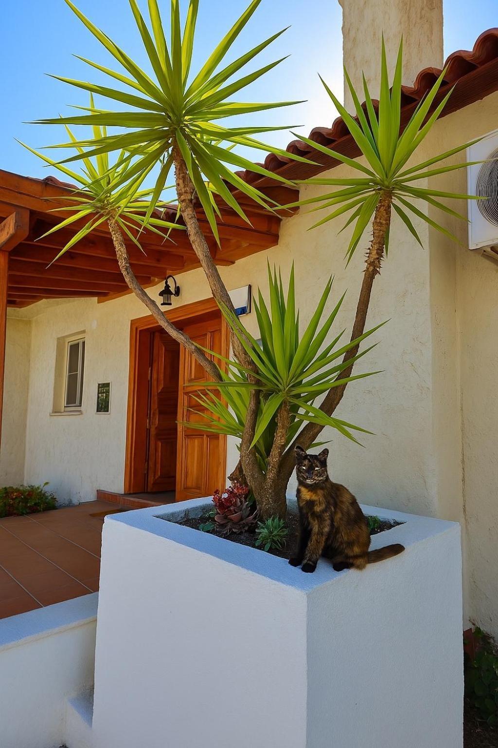 אקיאקה Villa Cedrus מראה חיצוני תמונה
